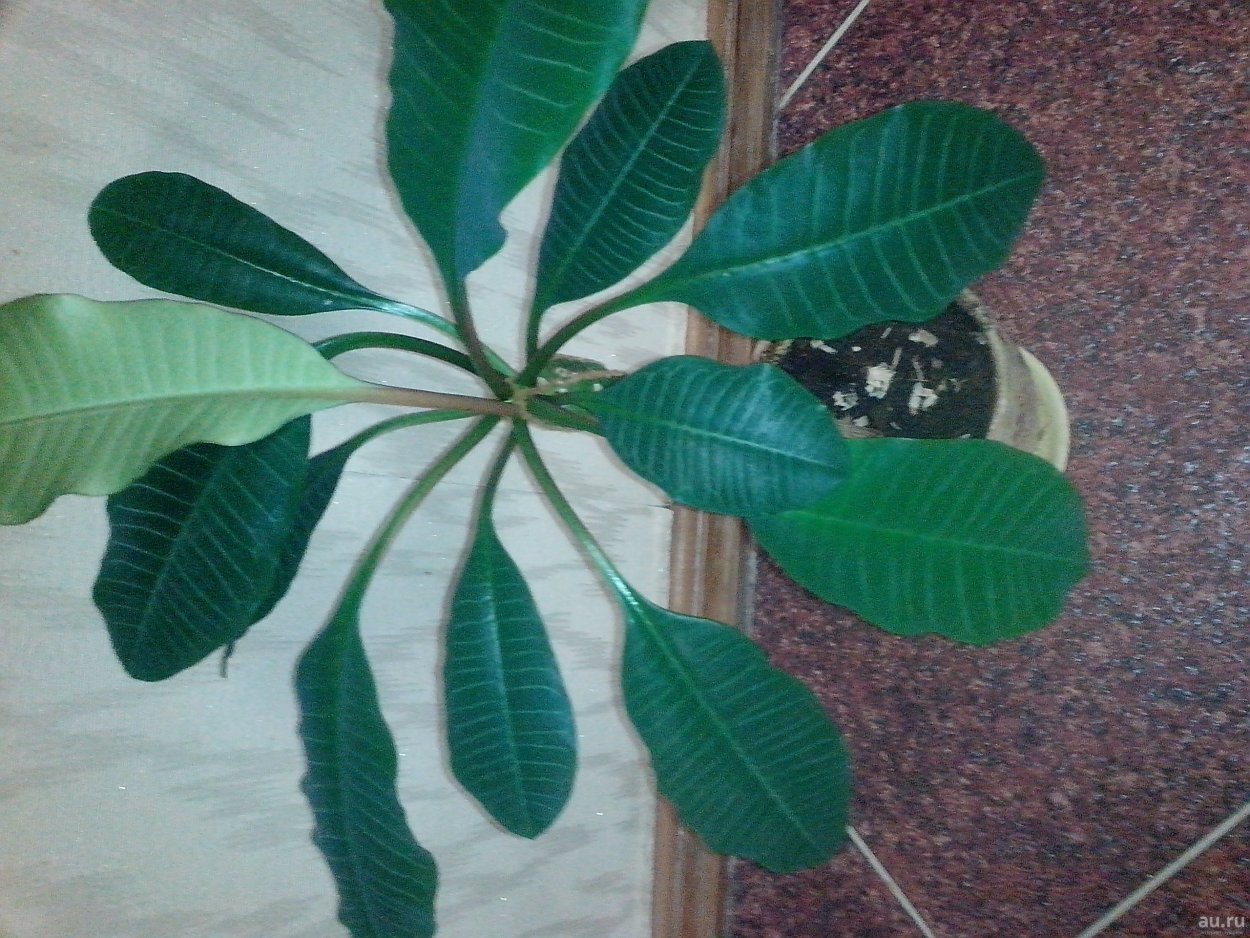 Молочай эуфорбия Пальма