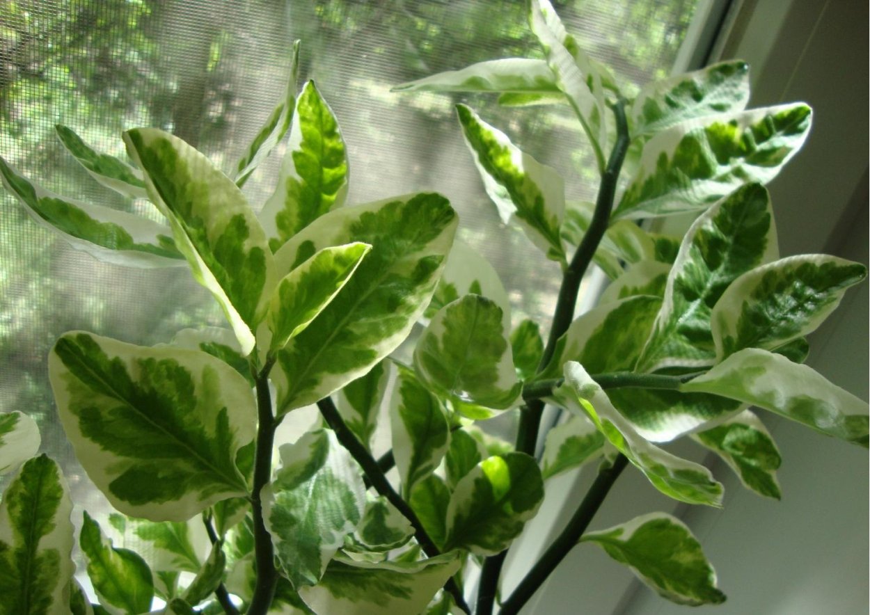 Педилантус Вариегата