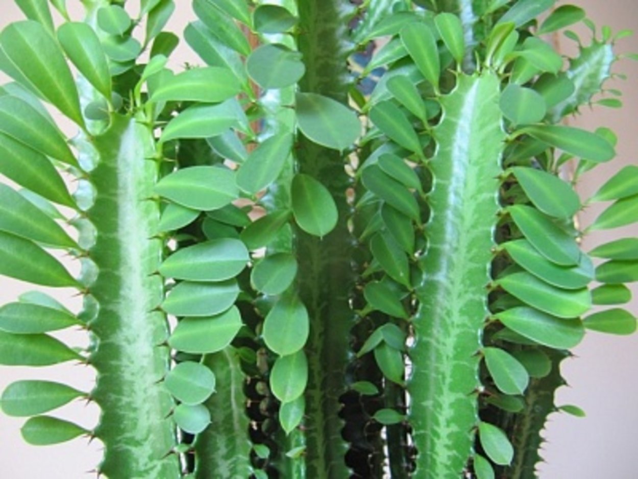 Цветок молочай эуфорбия