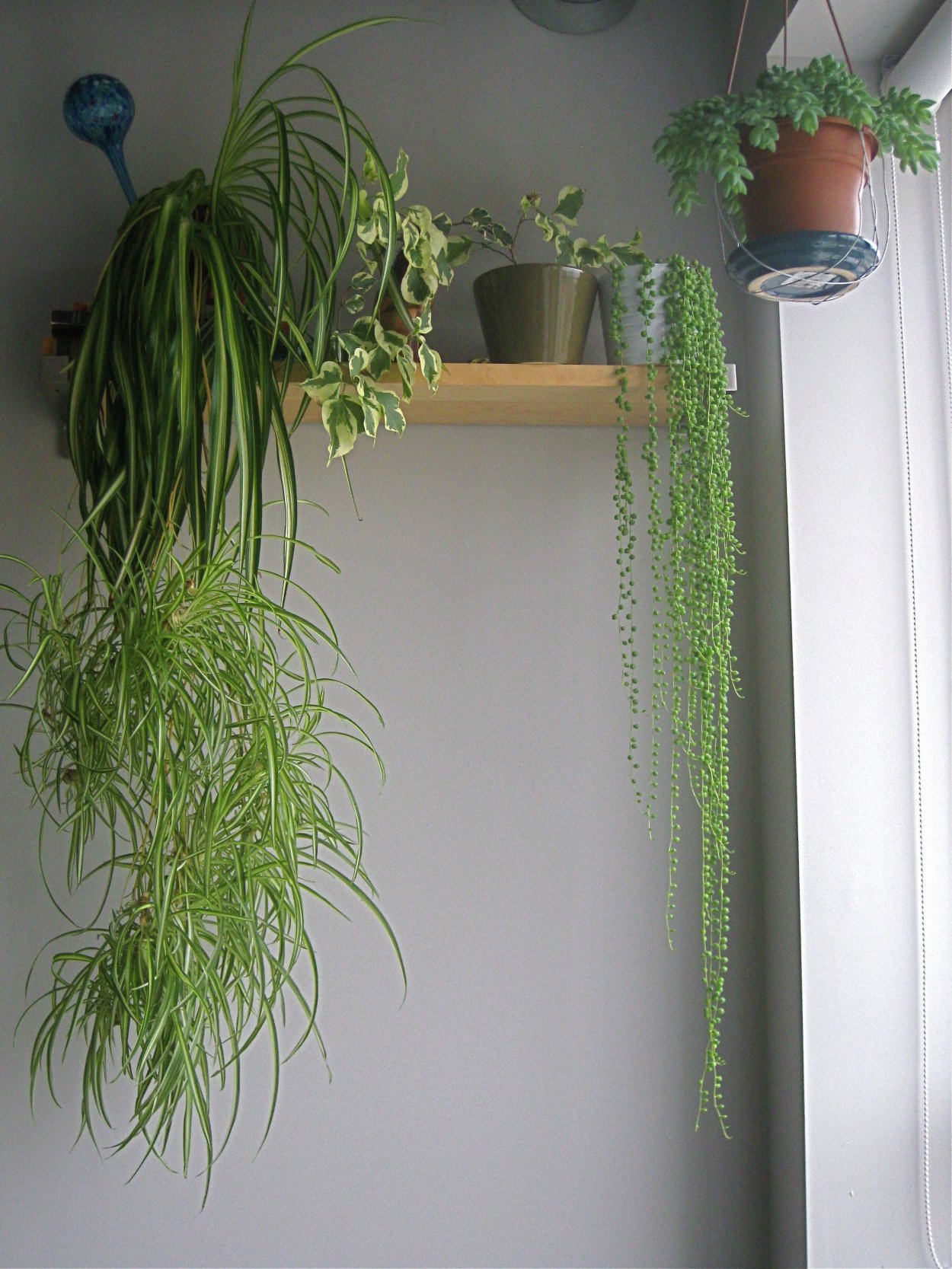 Хлорофитум висячий