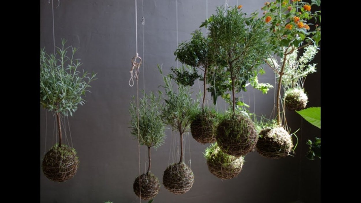 Мох Кокедама