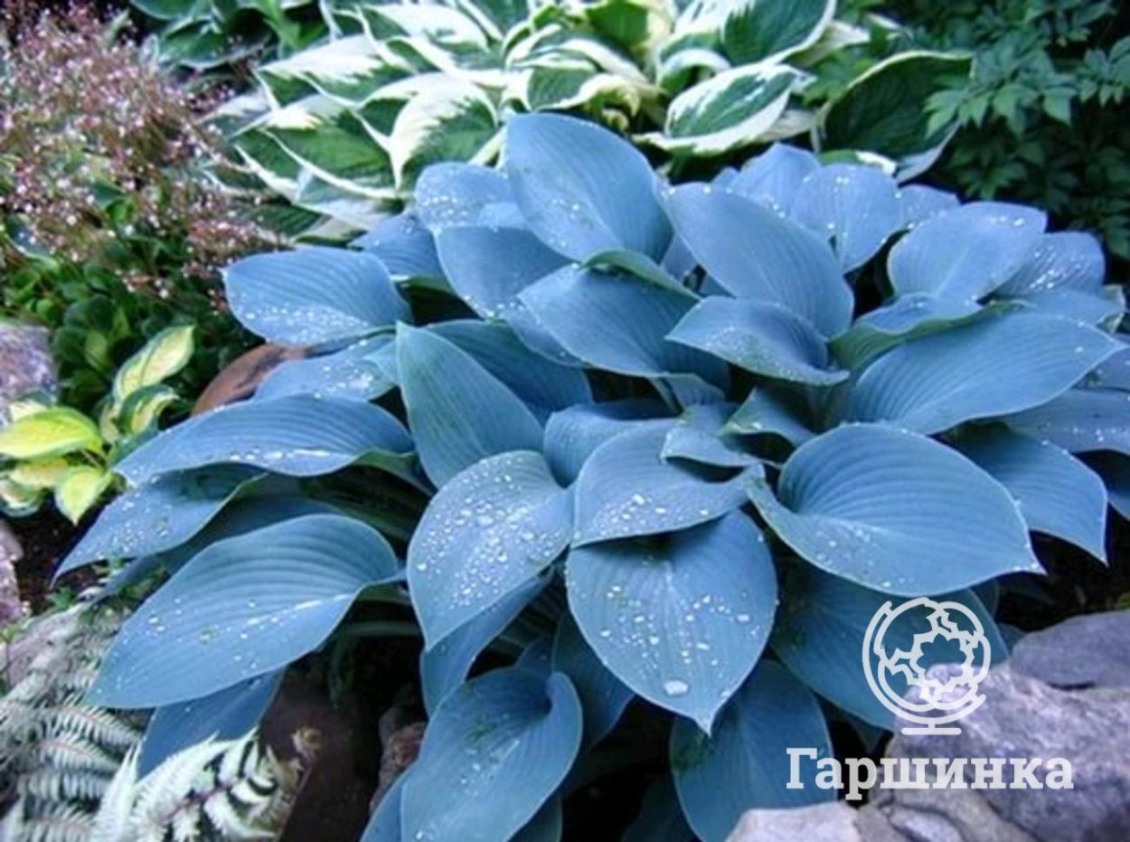 Хоста Блю Вижн