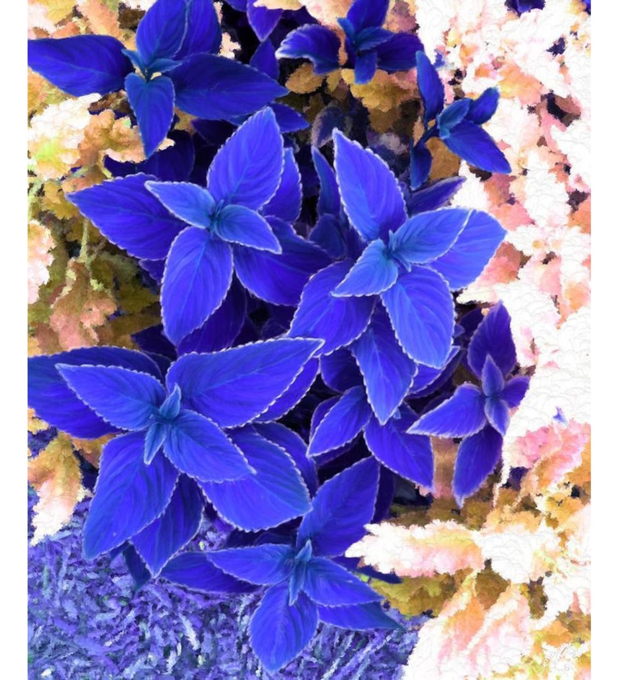 Колеус фиолетовый