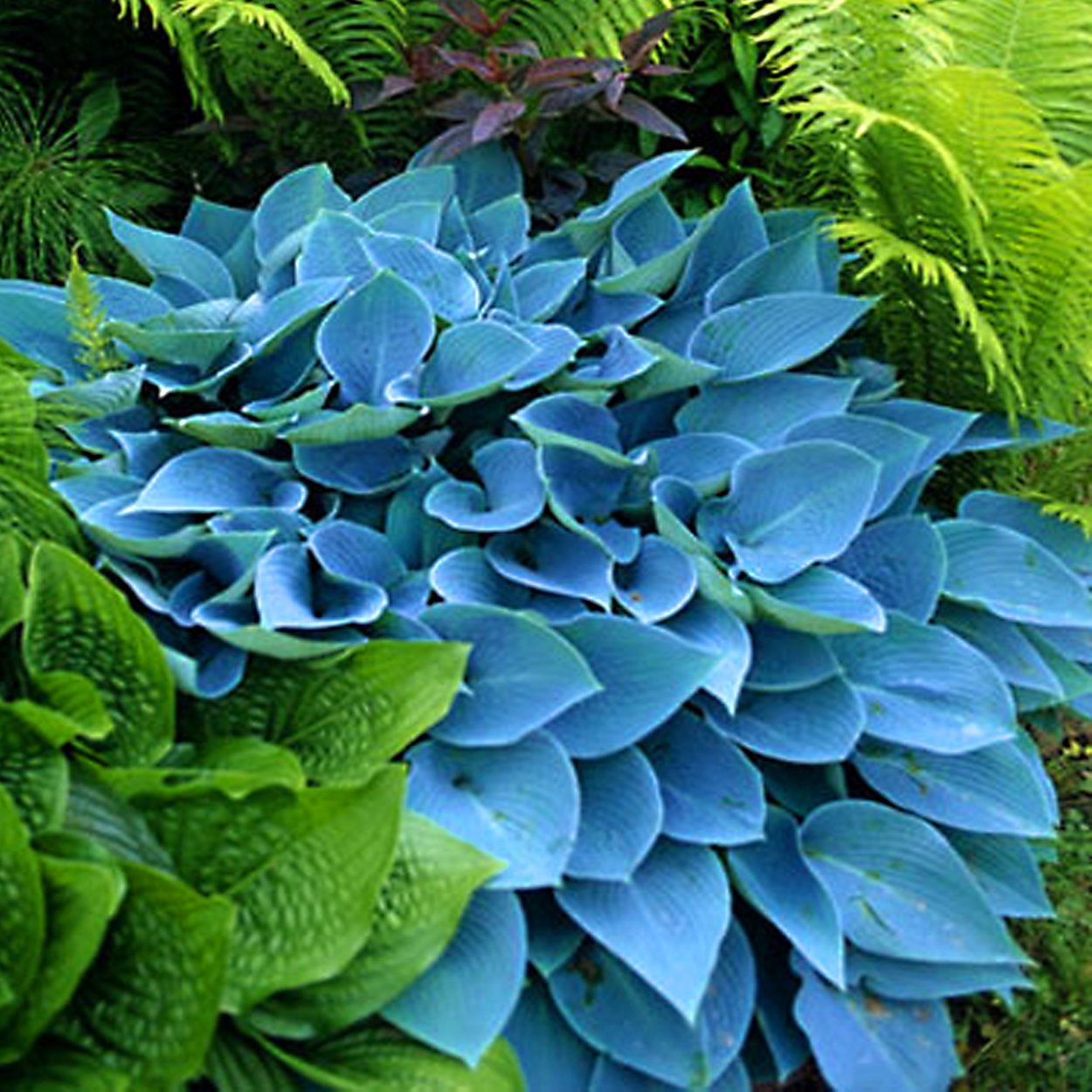 Хоста канадская голубая