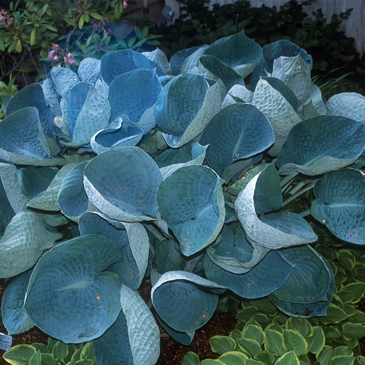 Хоста Абикуа дринкинг гаурд