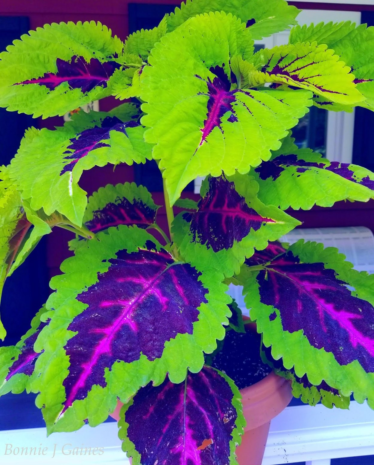 Колеус Ренельта Coleus rehneltianus