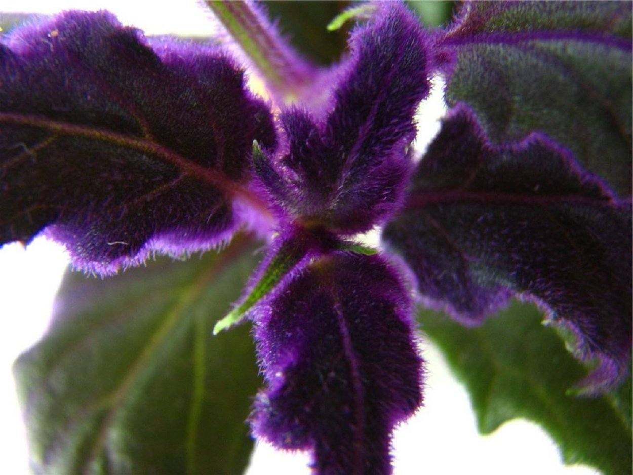 Гинура синяя птица