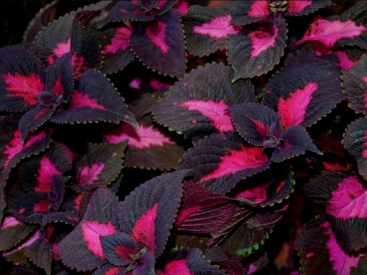 Колеус и перилла