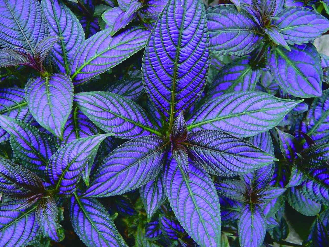 Стробилантес Дайера