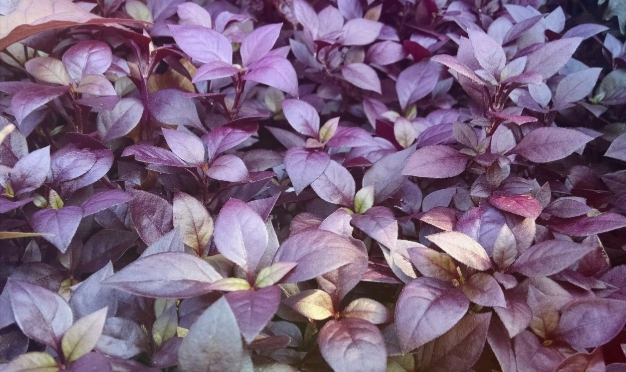 Альтернантера прелестная