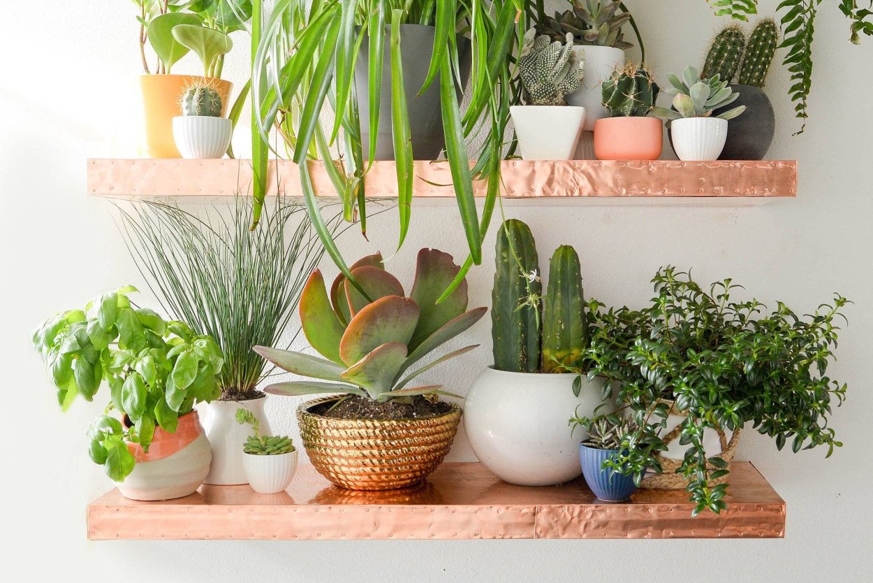 Композиция из горшечных растений в интерьере