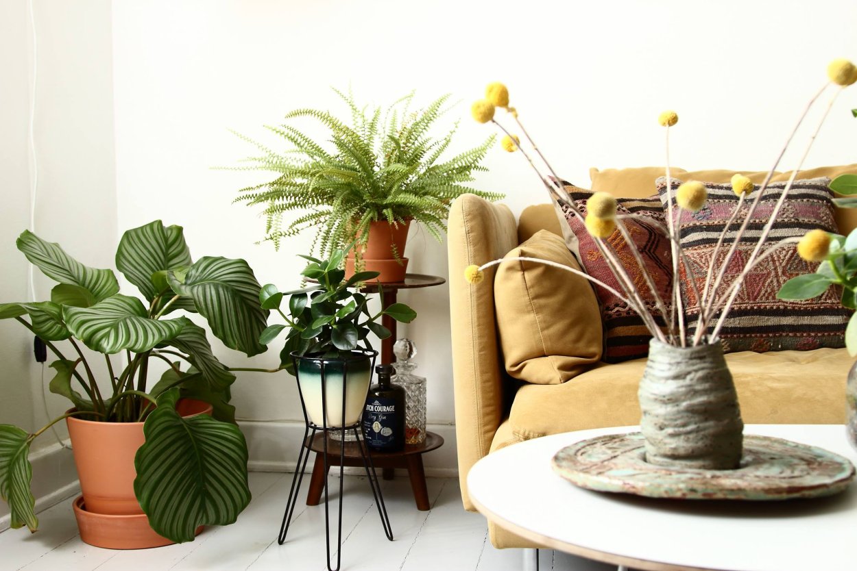 Калатея нетворк в интерьере