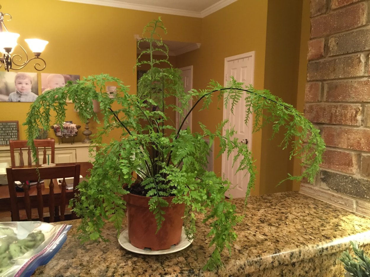 Комнатные растения с хорошей энергетикой