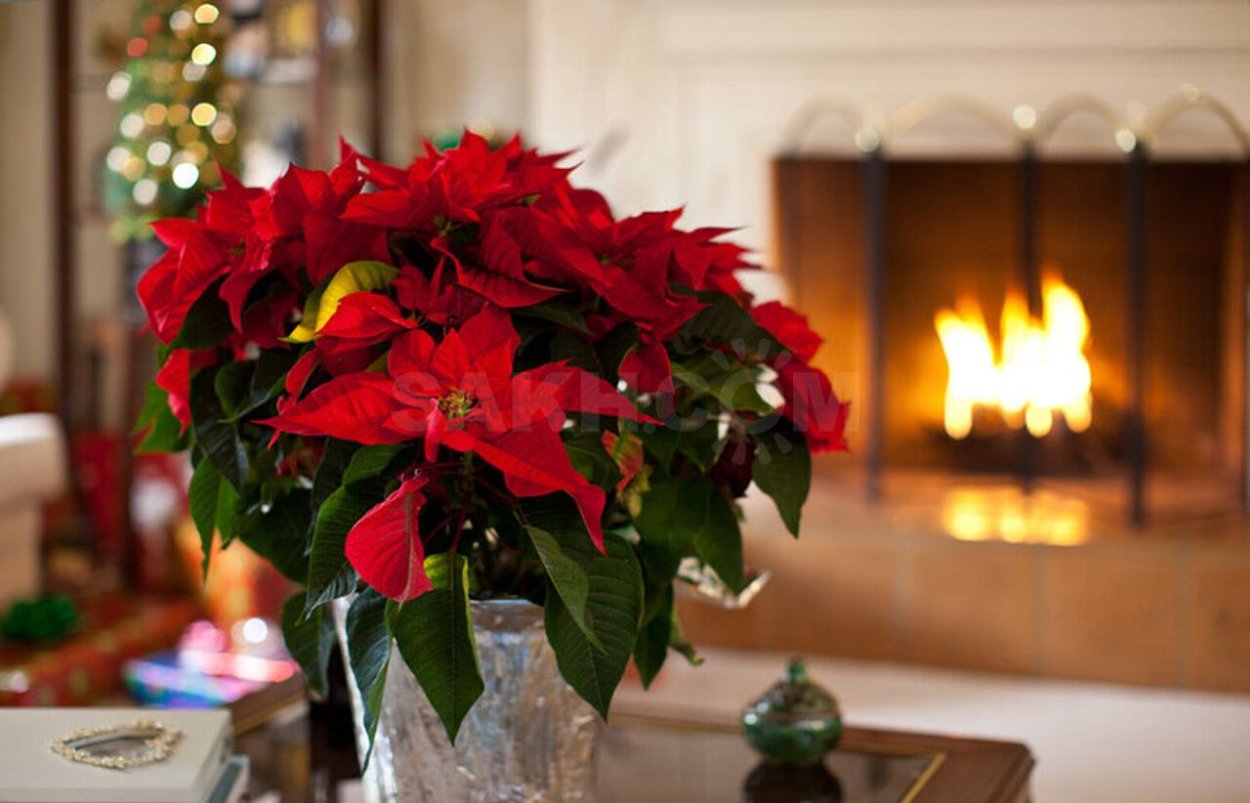 Пуансеттия Рождественская звезда