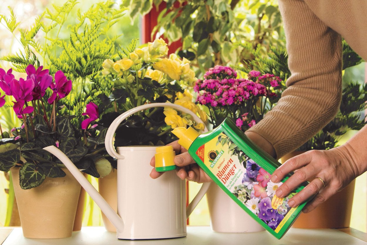 Подкормка комнатных растений