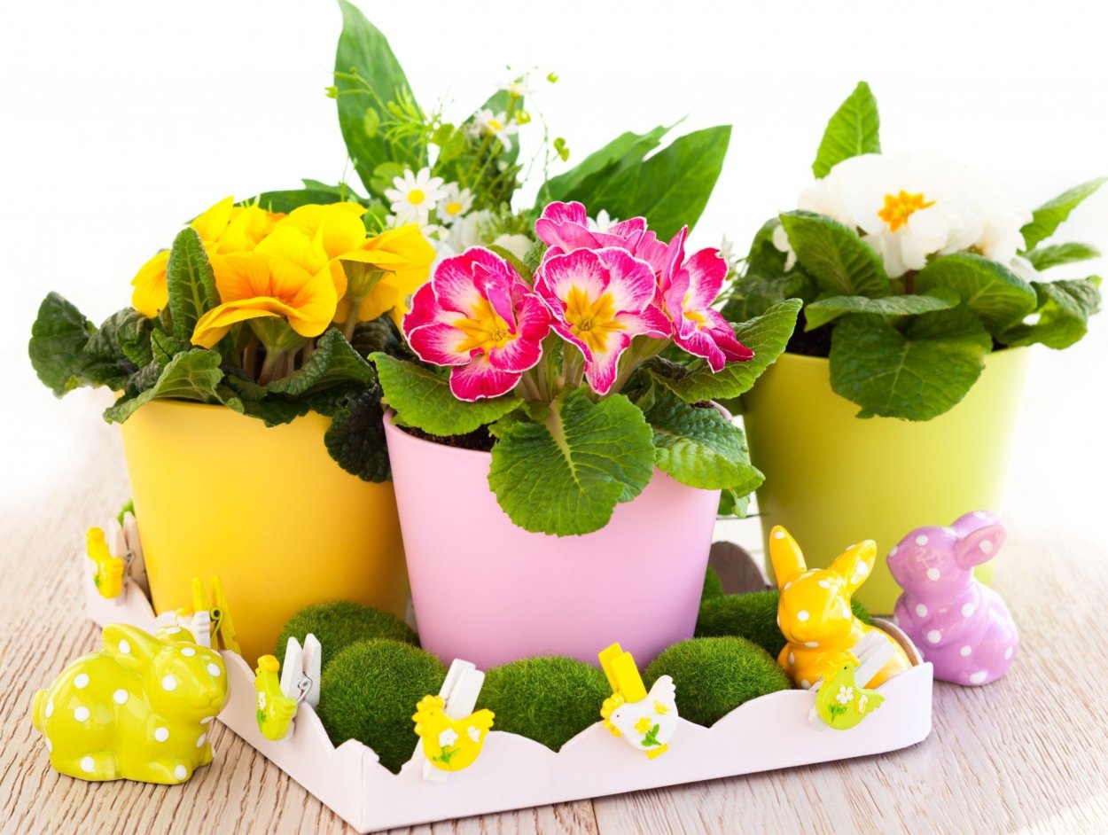 Примула цветок в горшке