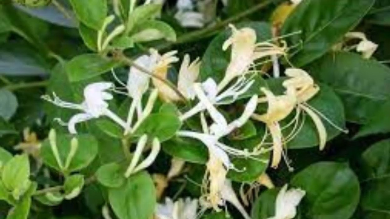 Жимолость каприфоль Джеральда