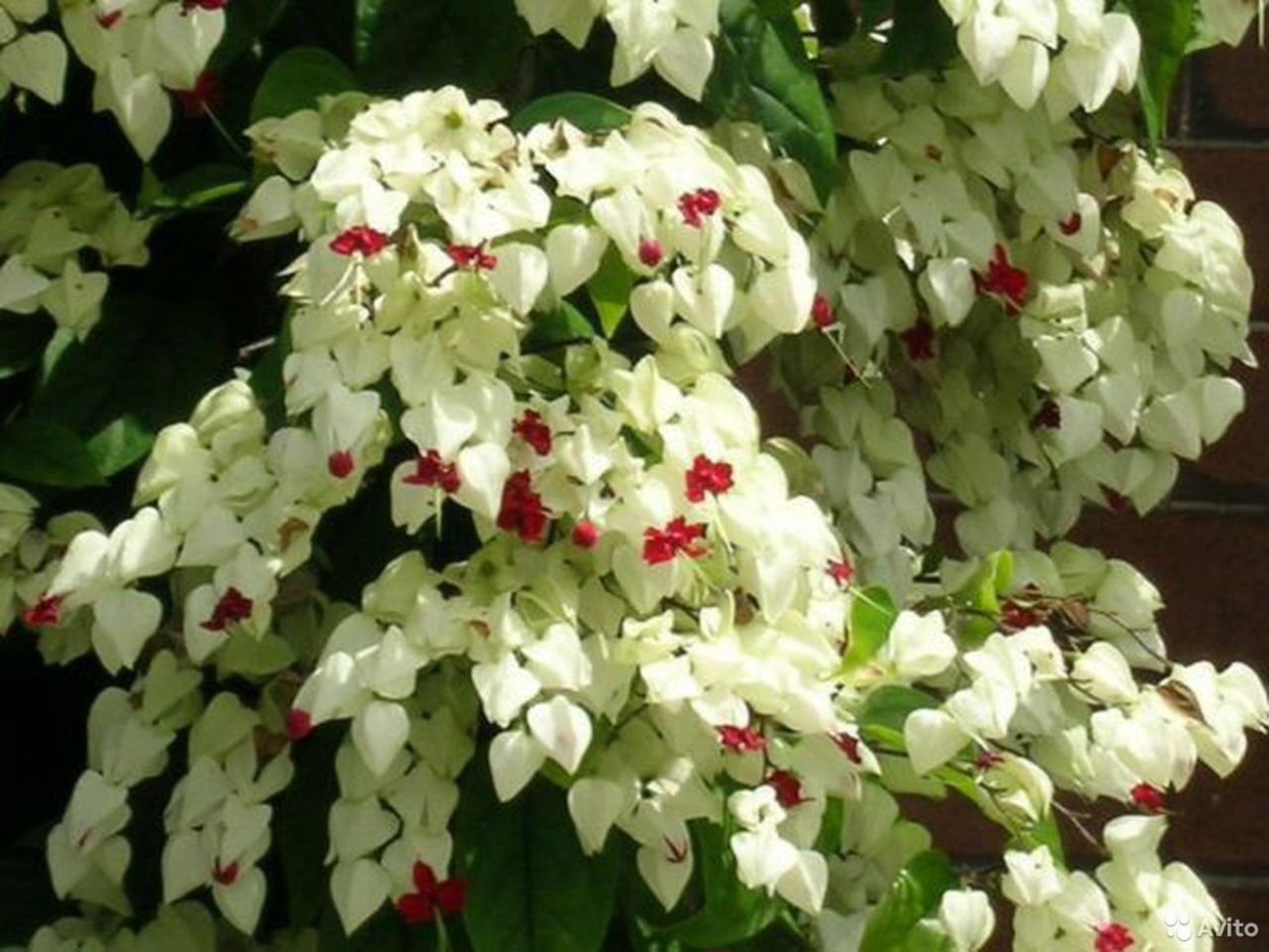 Клеродендрум Томпсона