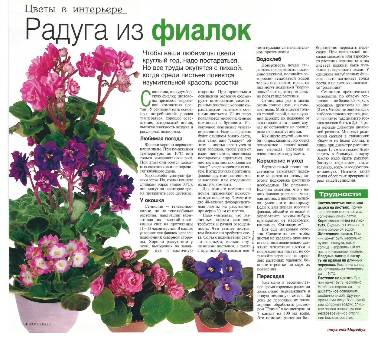 Сенполия уход и выращивание в домашних условиях