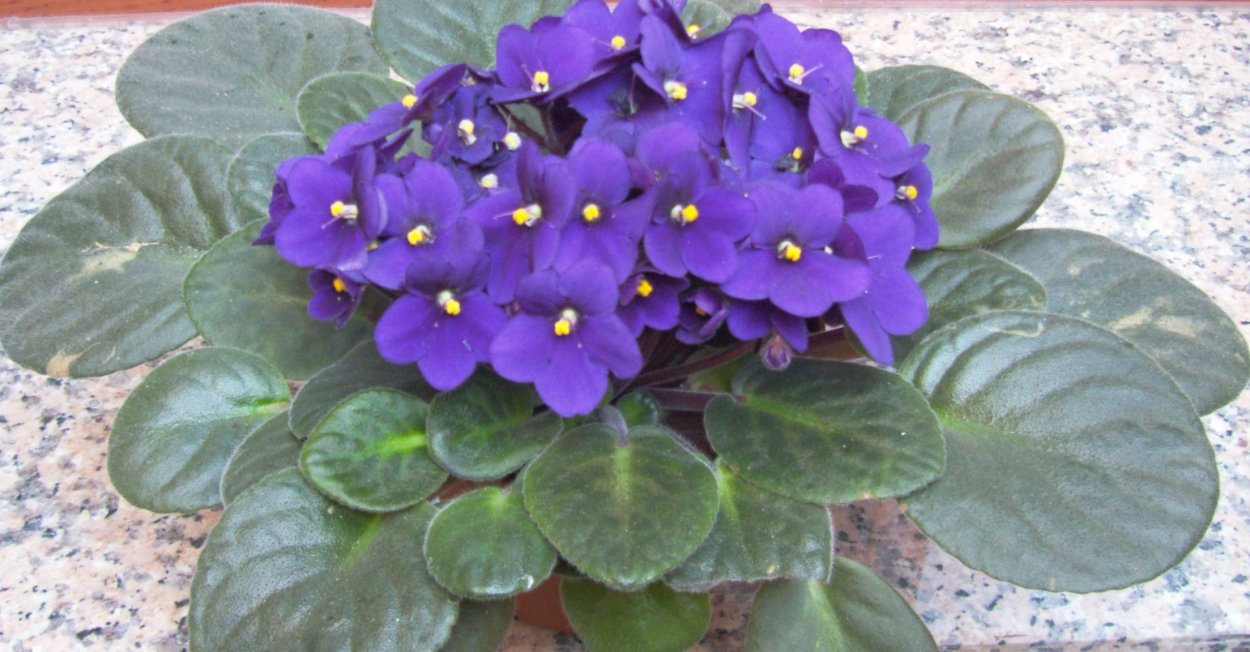 Streptocarpus sect. Saintpaulia