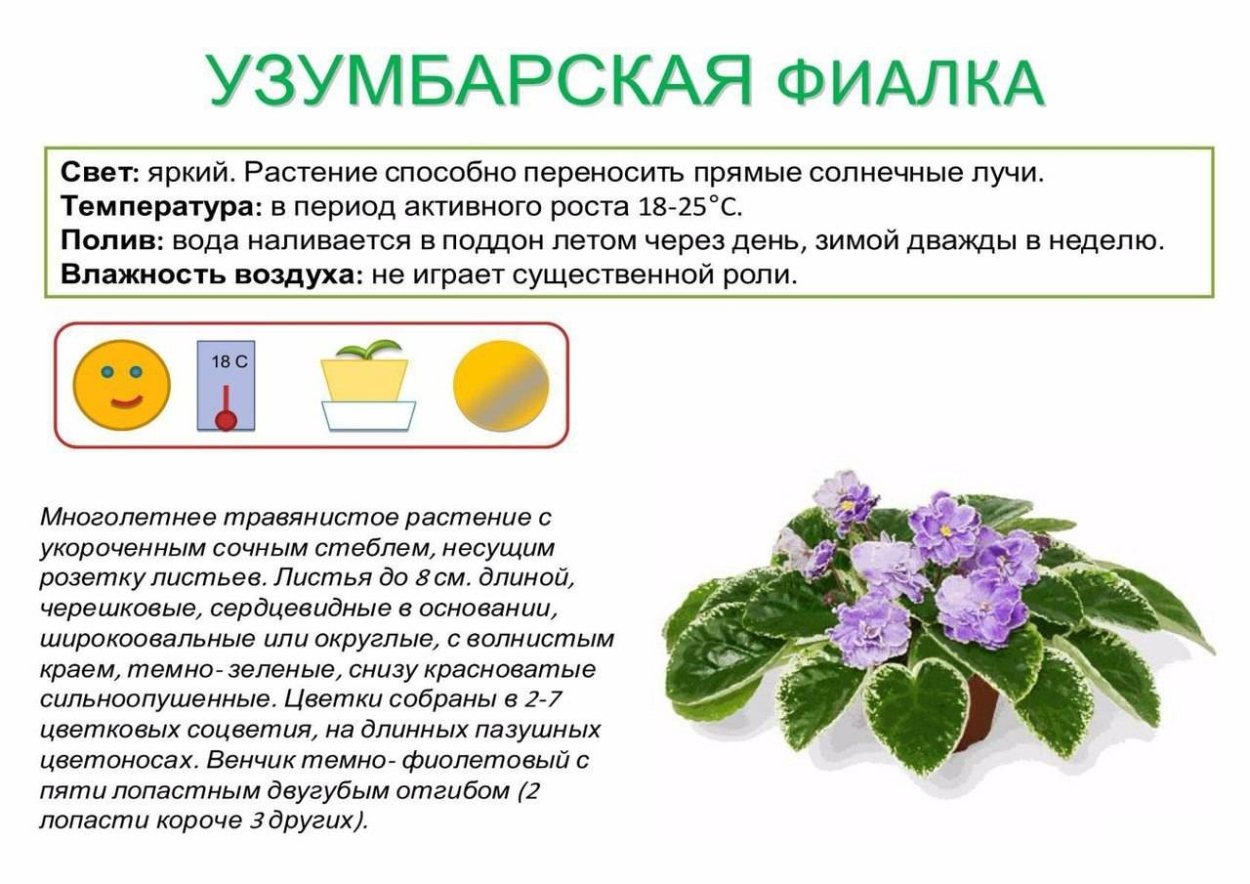 Узамбарская фиалка паспорт растения