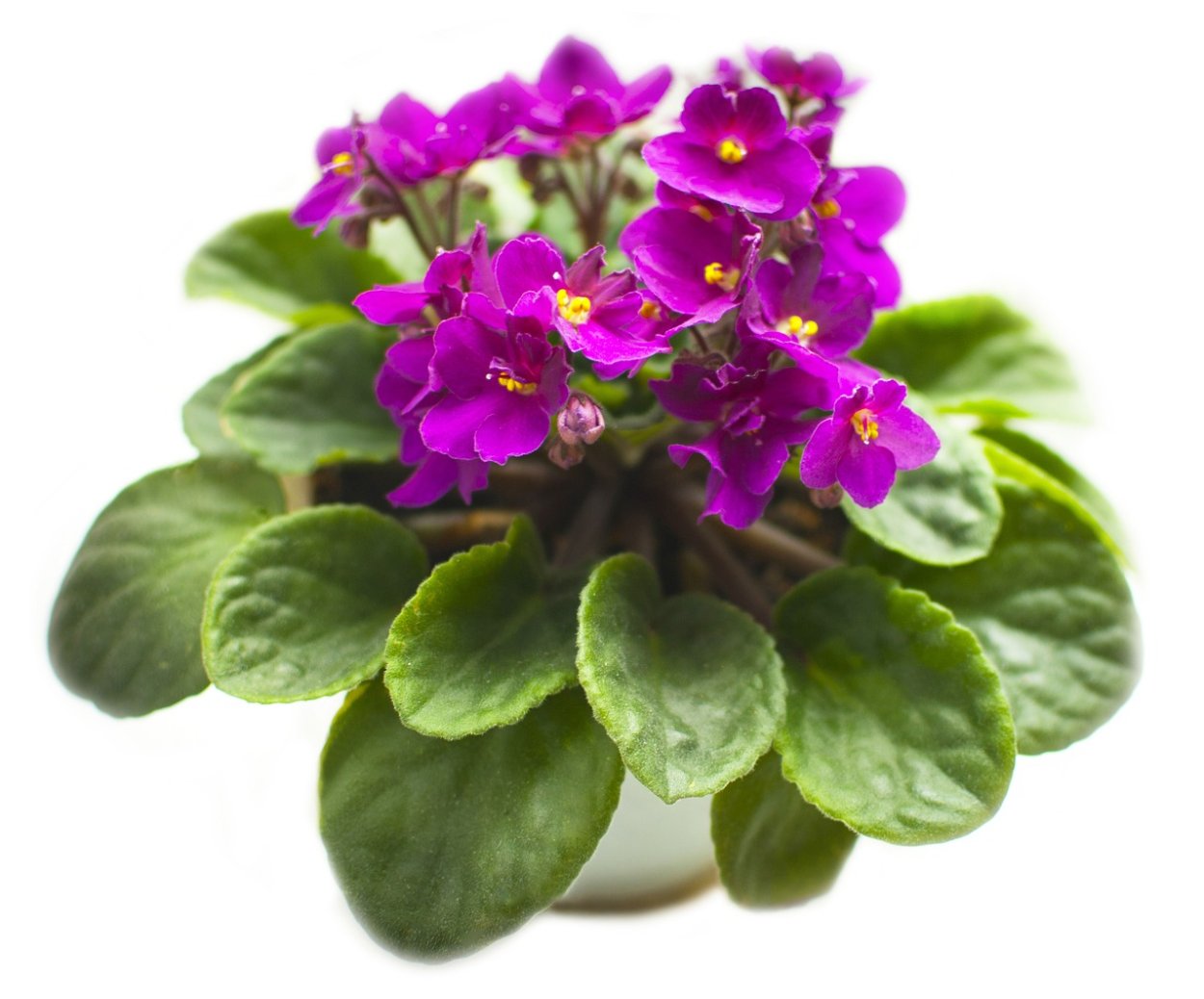 Узамбарская фиалка