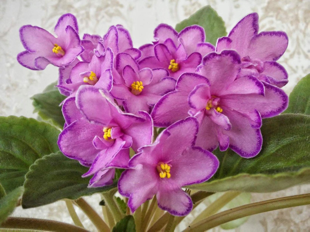 Фиалка Чегодаева