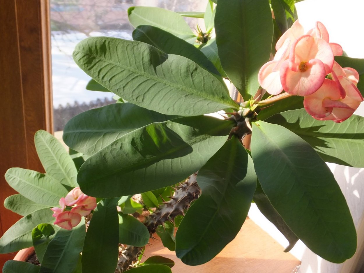 Молочай обильноцветущий