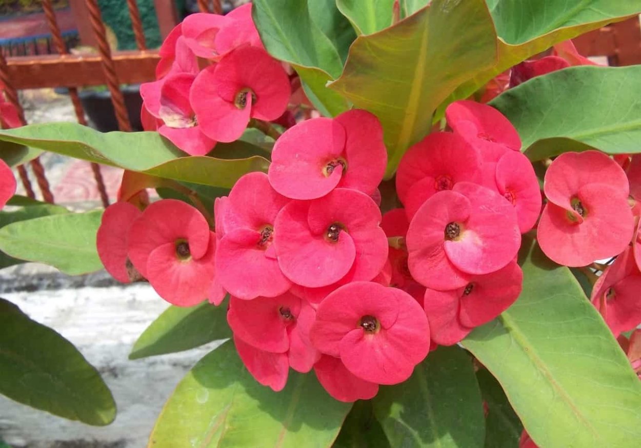 Цветок молочай миля приметы