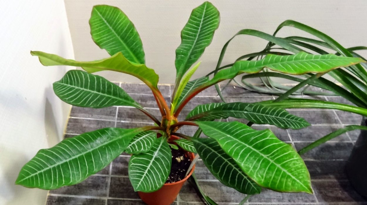 Молоча̀й беложильчатый – Euphorbia leuconeura