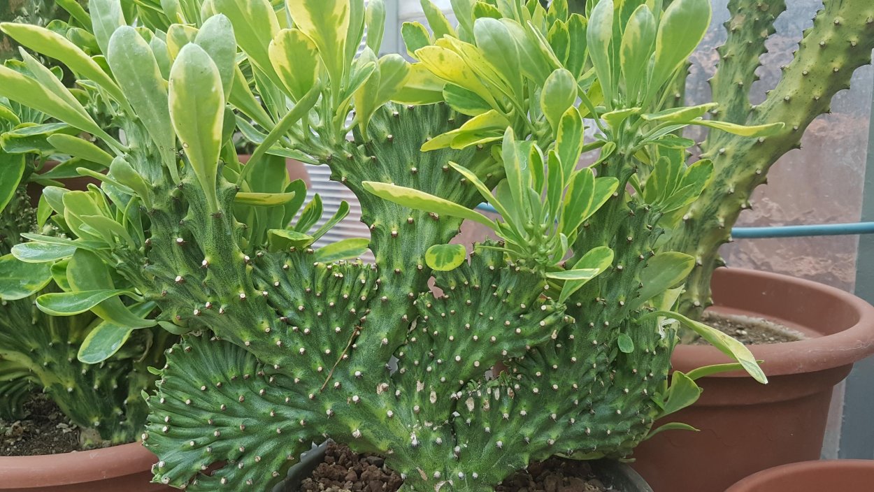 Молочай олеандролистный