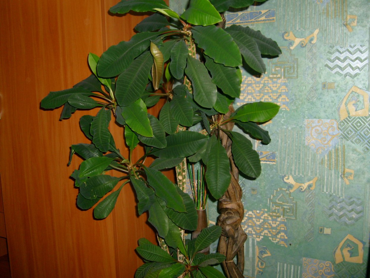 Молочай стреляется семенами