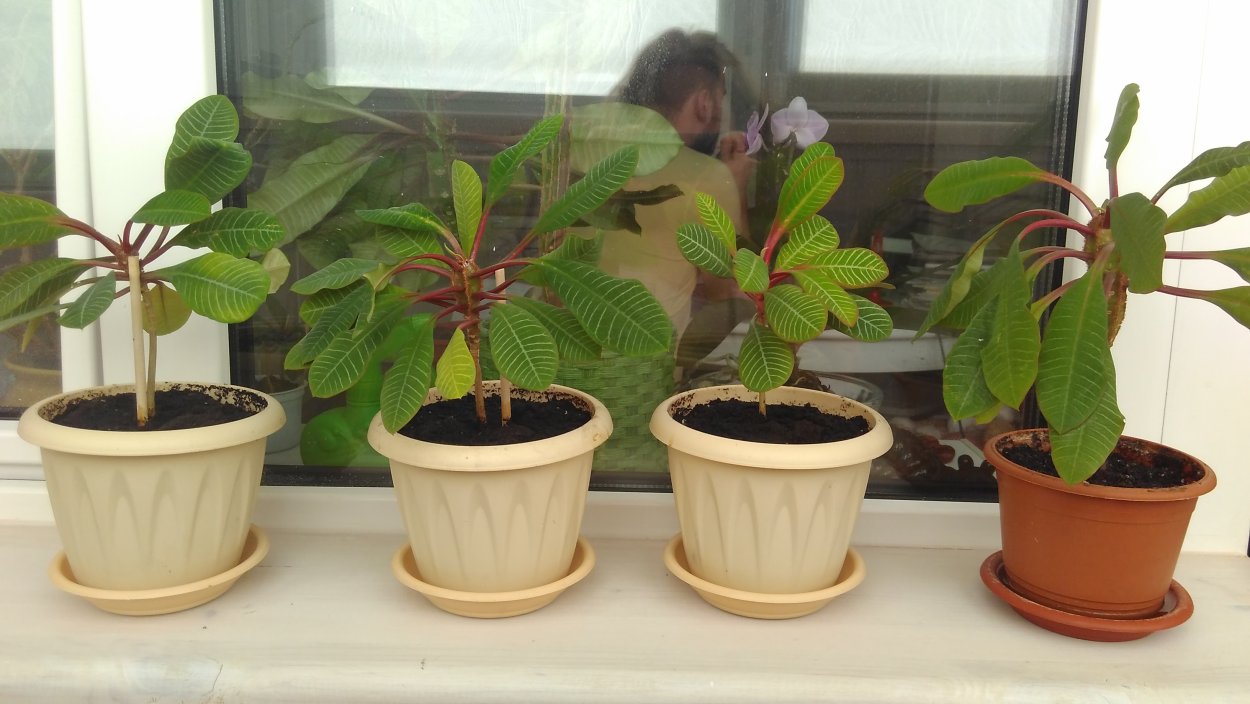 Молочай беложильчатый Обезьянья Пальма цветение