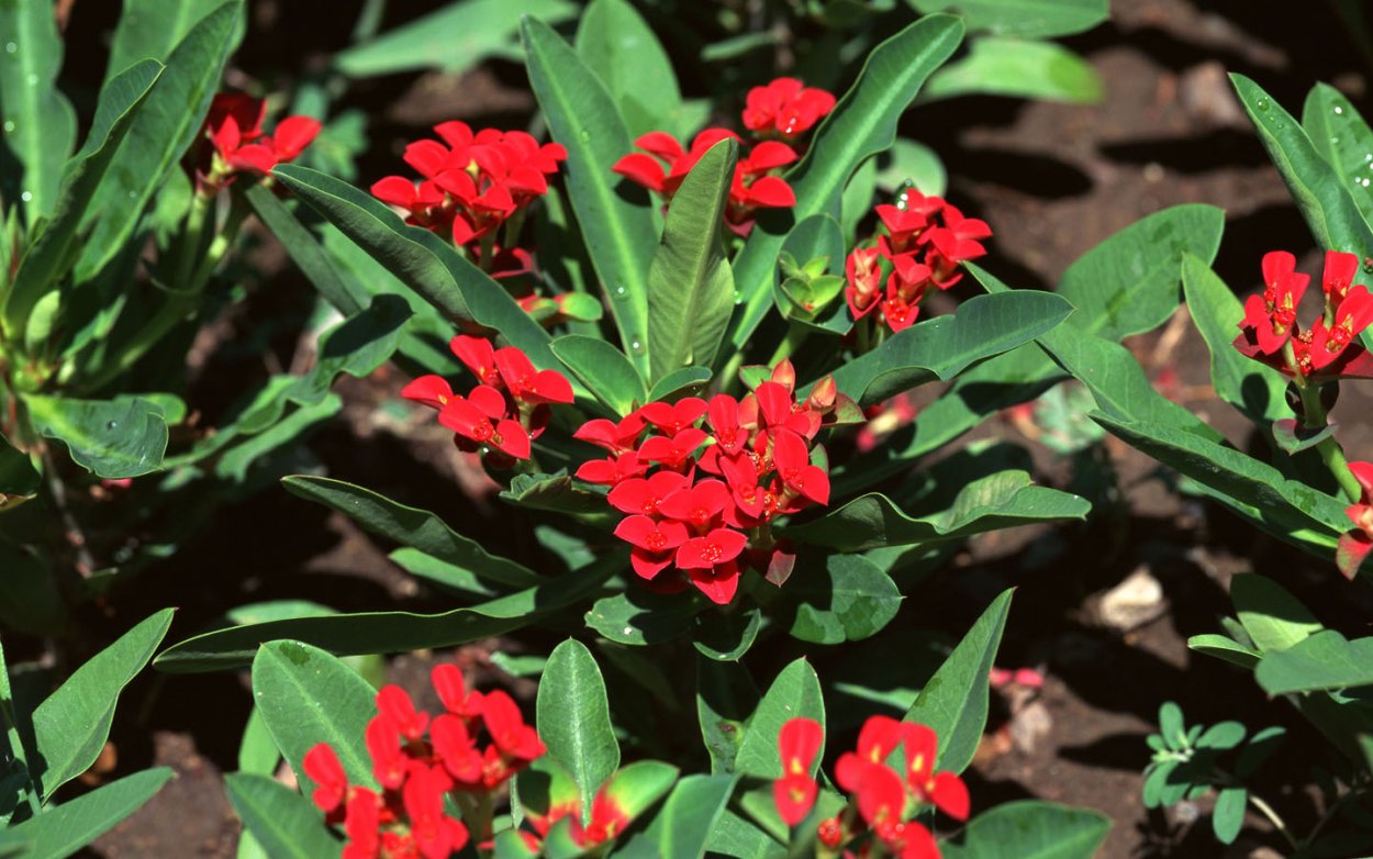 Королевский молочай Рождественский