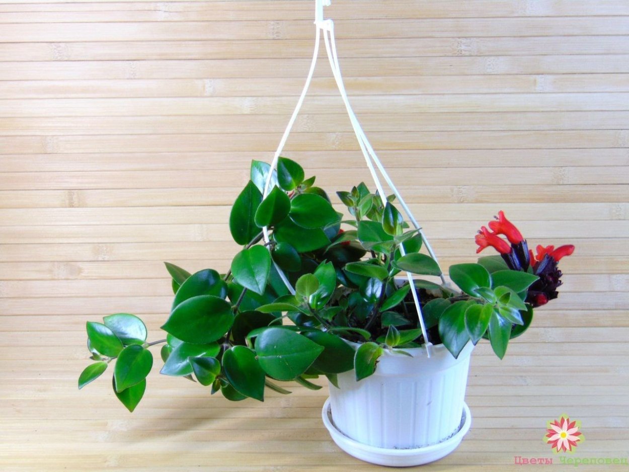 Пеперомия эсхинантус Мона Лиза