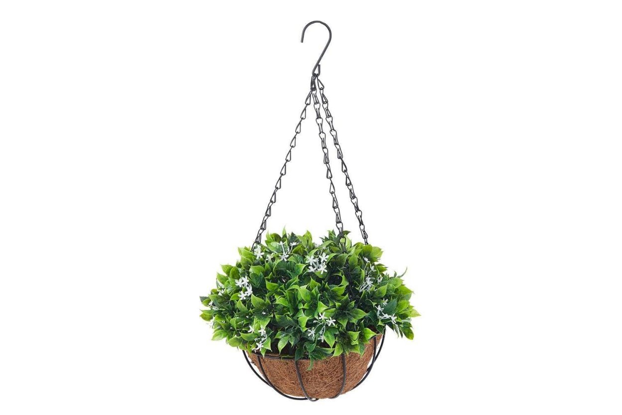 Оростахис в кашпо