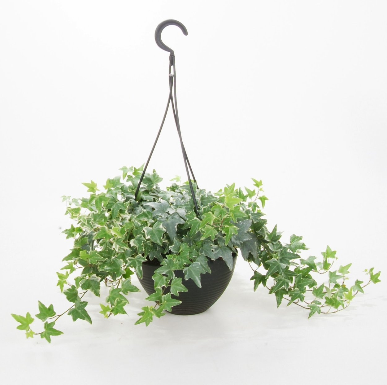 Хедера ампельная