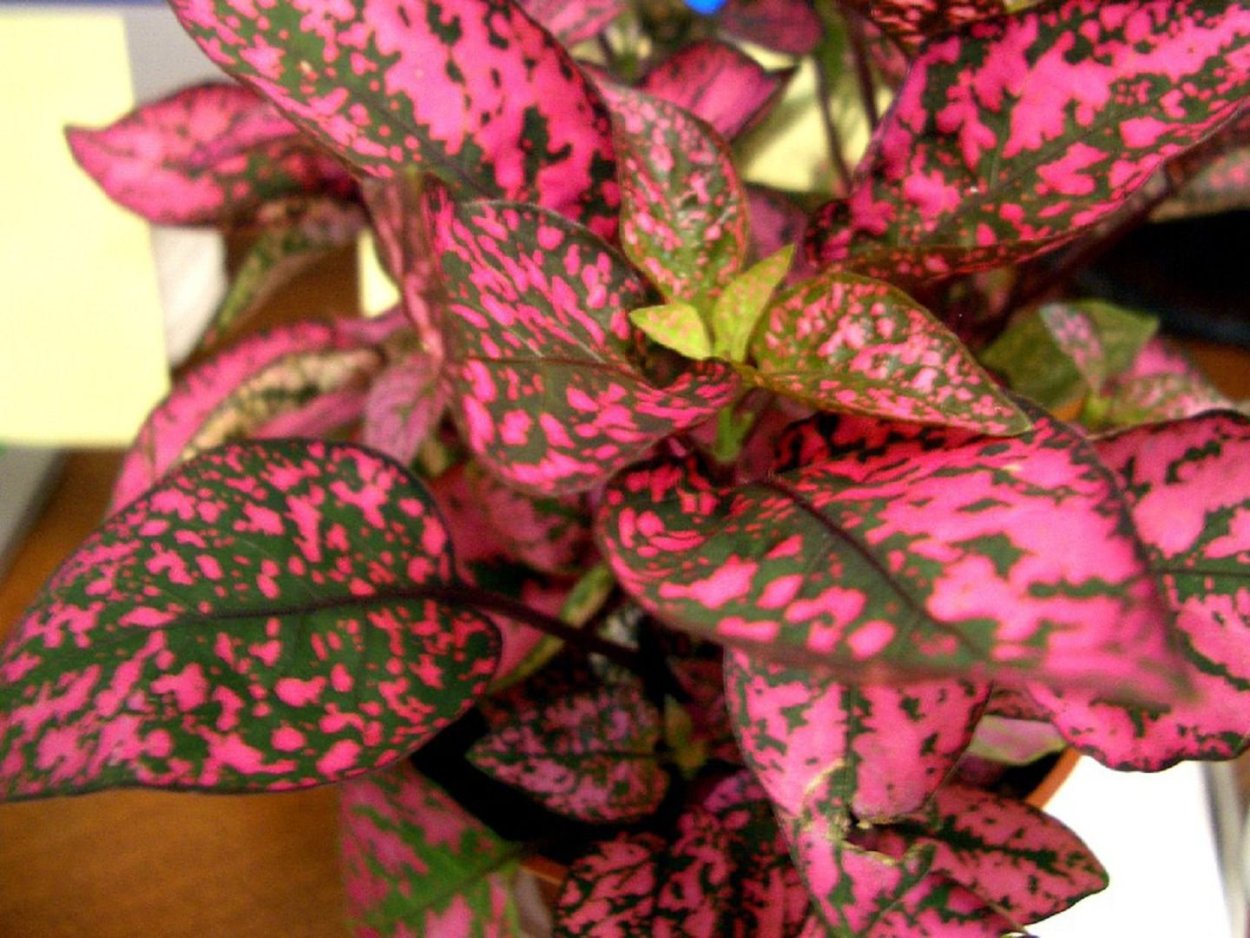 Гипоэстес кроваво-красный