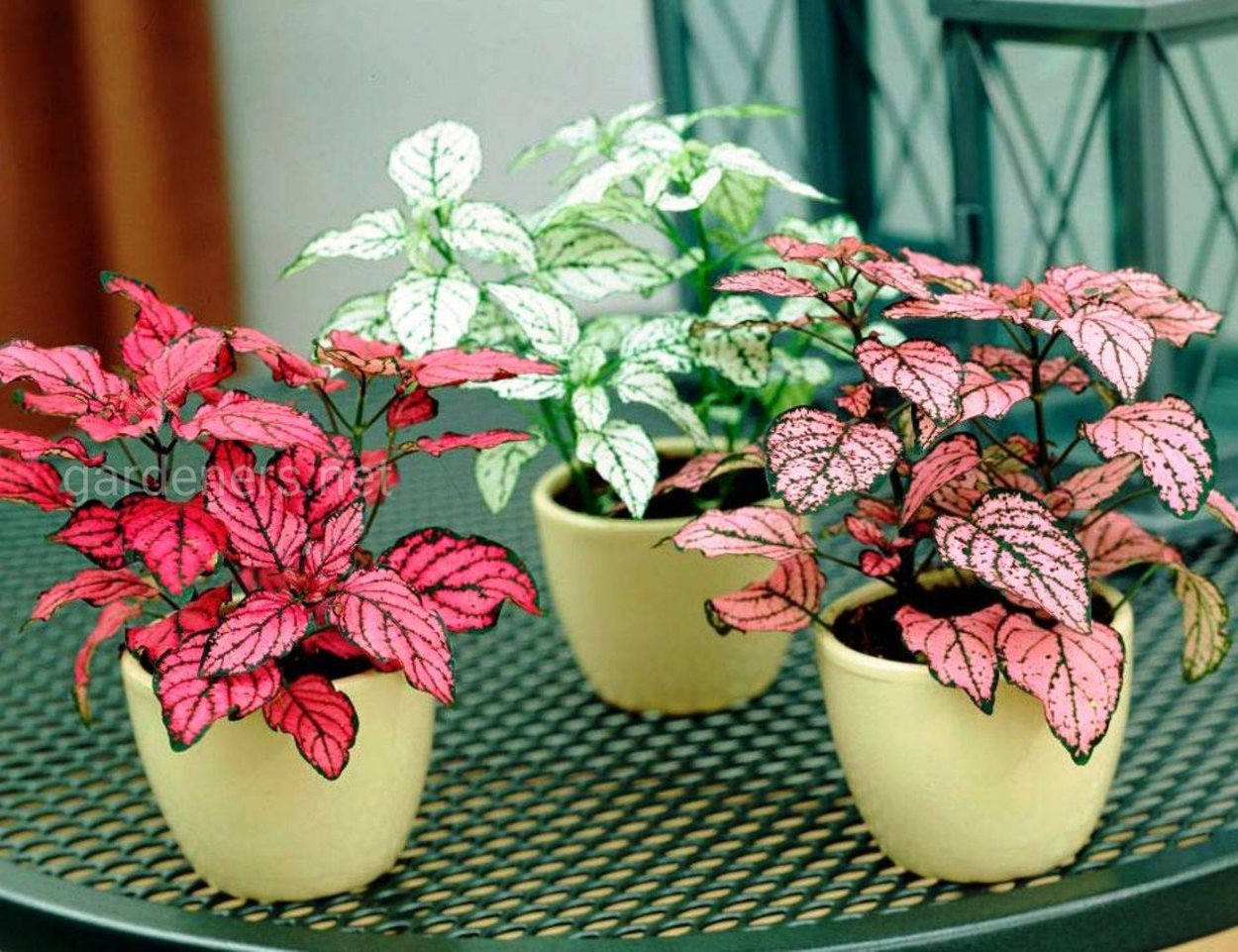 Гипоэстес листоколосниковый