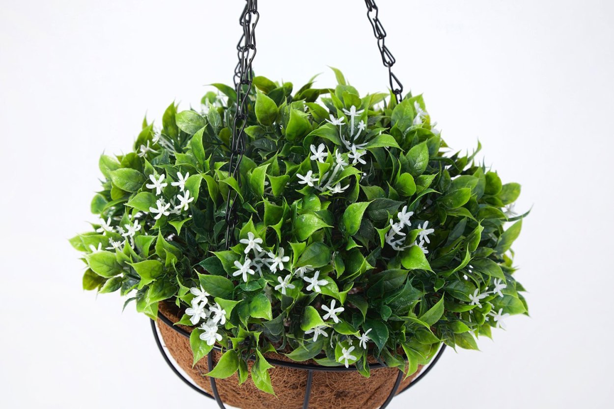 Хойя в кашпо d15