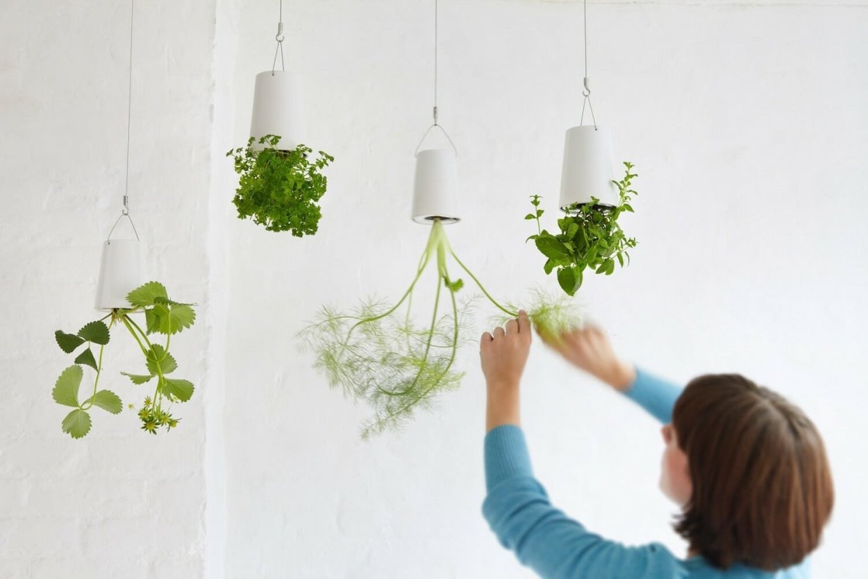 Подвесные комнатные растения