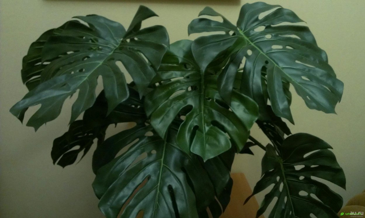 Монстера Пертусум моссток