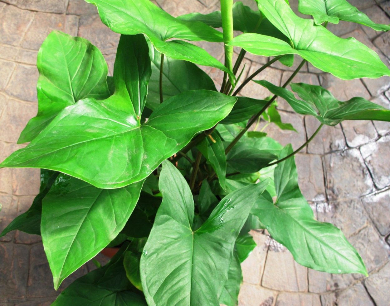 Сингониум Подофиллум