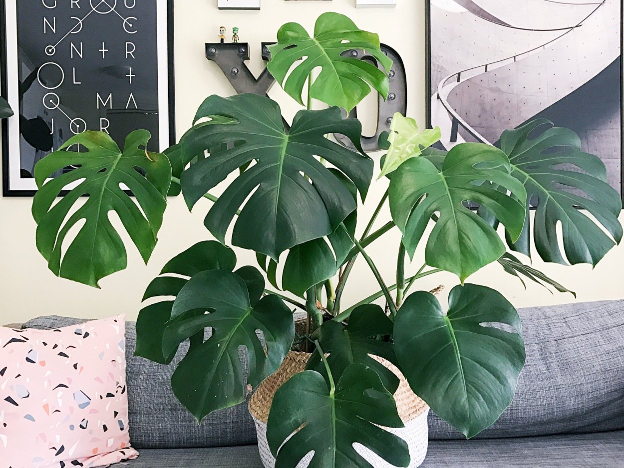 Монстера pinnatipartita