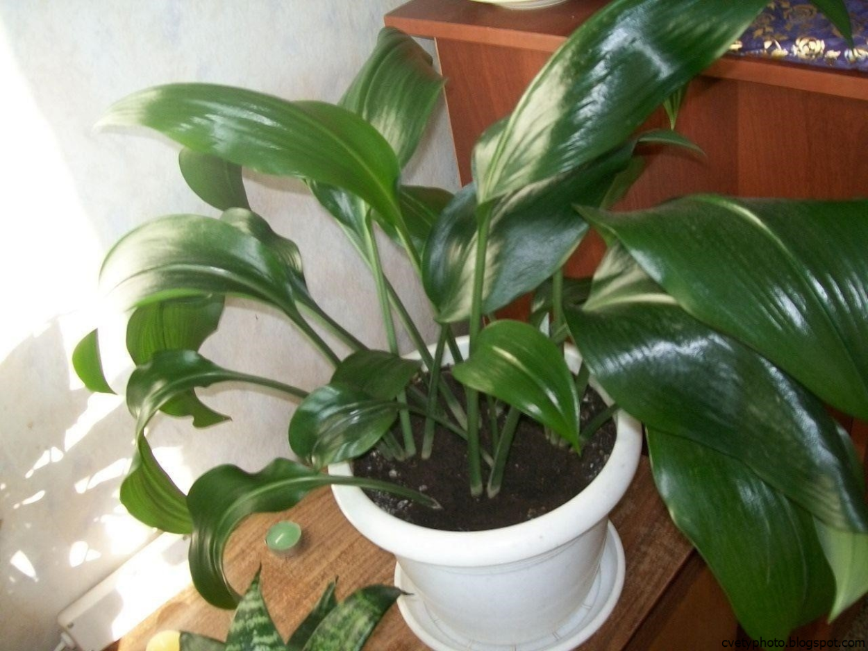 Комнатные растения эухарис спатифиллум