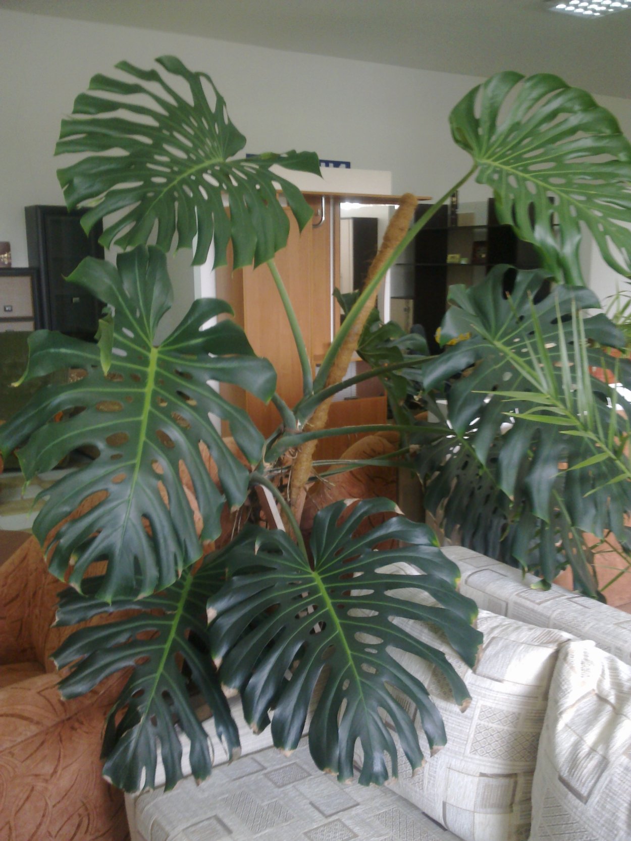 Монстера Деликоса