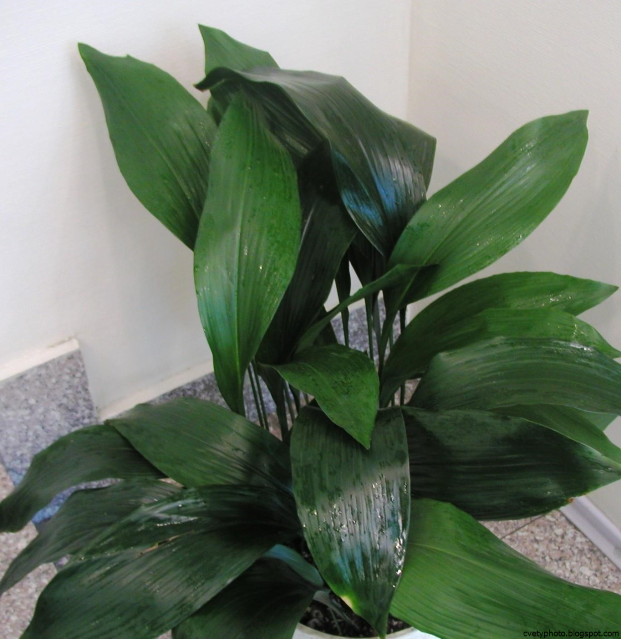 Аспидистра луковичная
