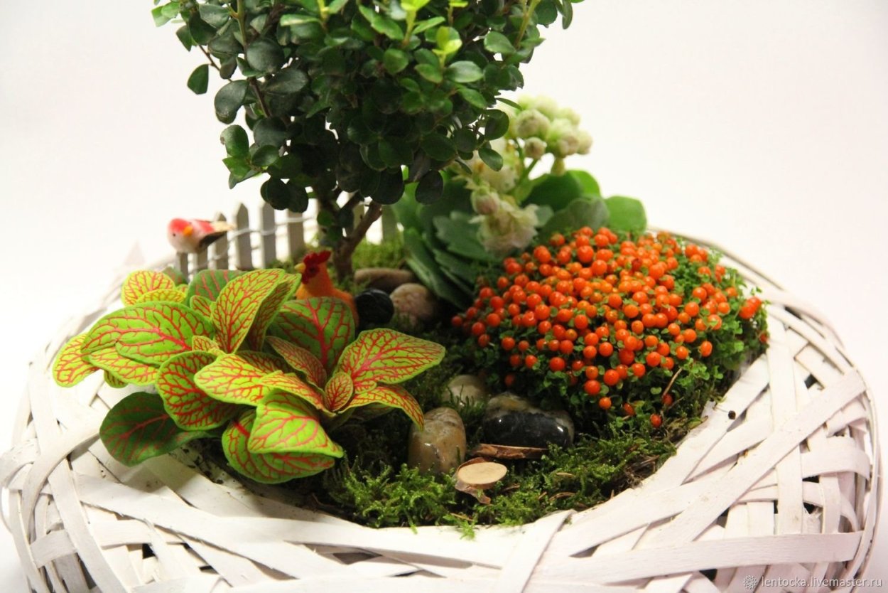 Антуриум + фиттония + Хедера;