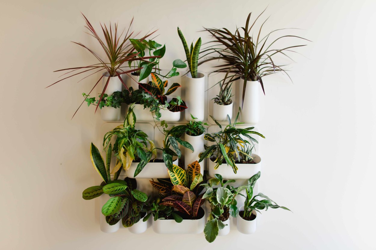 Цветочные композиции из комнатных растений