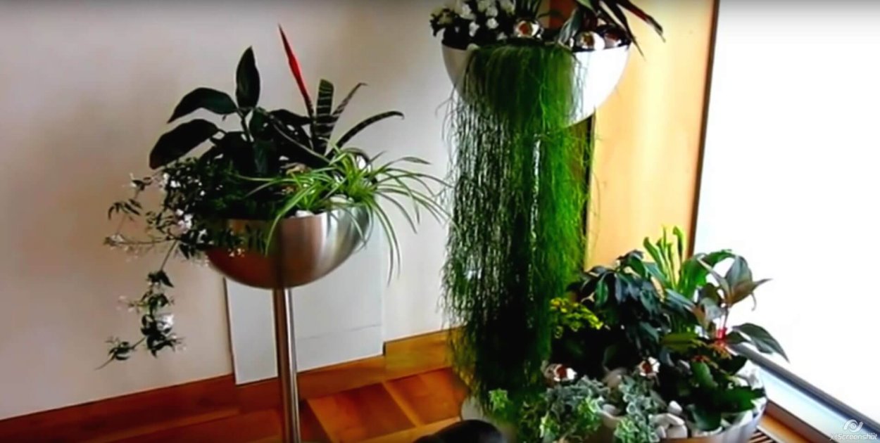 Групповые посадки комнатных растений